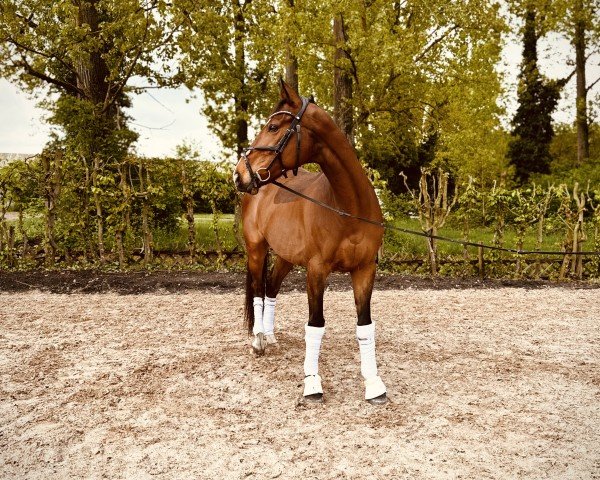 horse The Copper Kid xx (Irish Sport Horse, 2017, from French Navy)