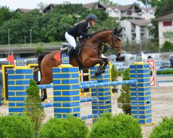 Springpferd Armani Vom Daheim CH (Schweizer Warmblut, 2012, von Aquilino)