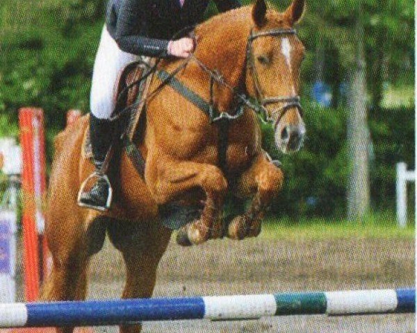 jumper Diane 350 (Oldenburg show jumper, 2004, from Feuerwerk)
