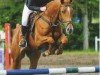 jumper Diane 350 (Oldenburg show jumper, 2004, from Feuerwerk)