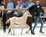 dressage horse Hengst von Danny Gold / Magic Cornflakes (Westphalian, 2017, from Danny Gold)