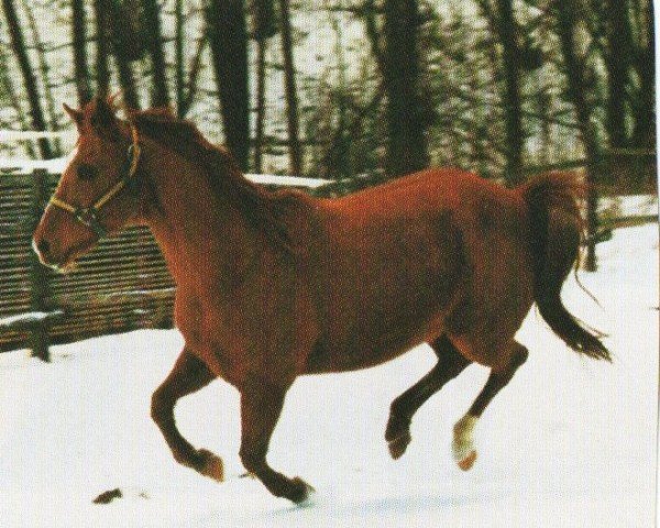 horse Joes Star Glo (Quarter Horse, 1981, from Mr Joe Glo)