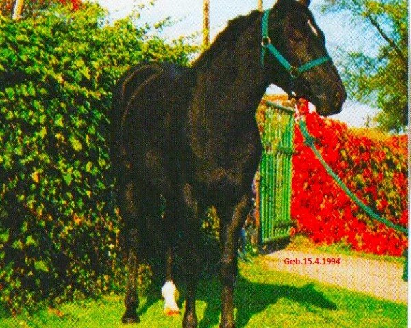 stallion US Raven Brumby (Quarter Horse,  , from Shades Of Wonder)