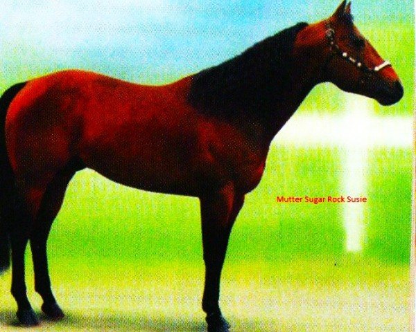 stallion Dandy Zippo (Appaloosa, 1988, from Zippo Pine Bar)