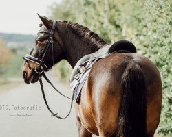 Dressurpferd Gino 546 (Deutsches Reitpony, 2000)