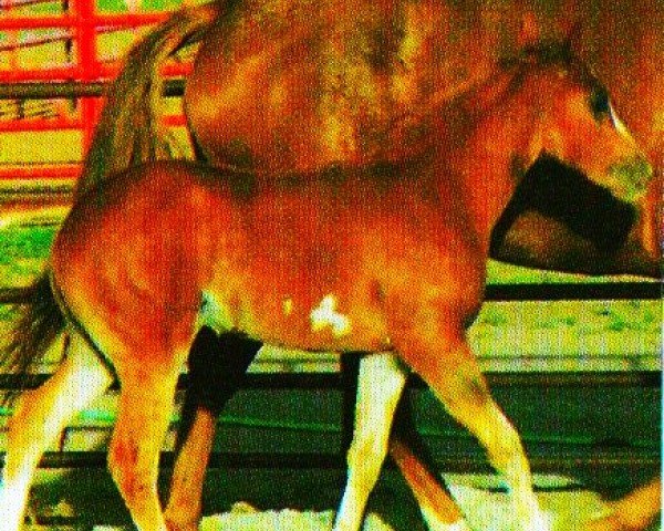 Pferd Justa Norfleet Zippo (Paint Horse, 1999, von Mr. Norfleet)