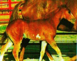 horse Justa Norfleet Zippo (Paint Horse, 1999, from Mr. Norfleet)