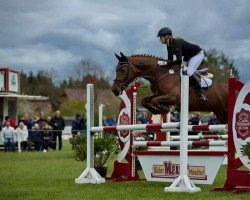 dressage horse Desteny 84 (Mecklenburg, 2004, from D'Olympic)