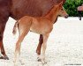 dressage horse Limerick 130 (Westphalian, 2017, from Lissaro)