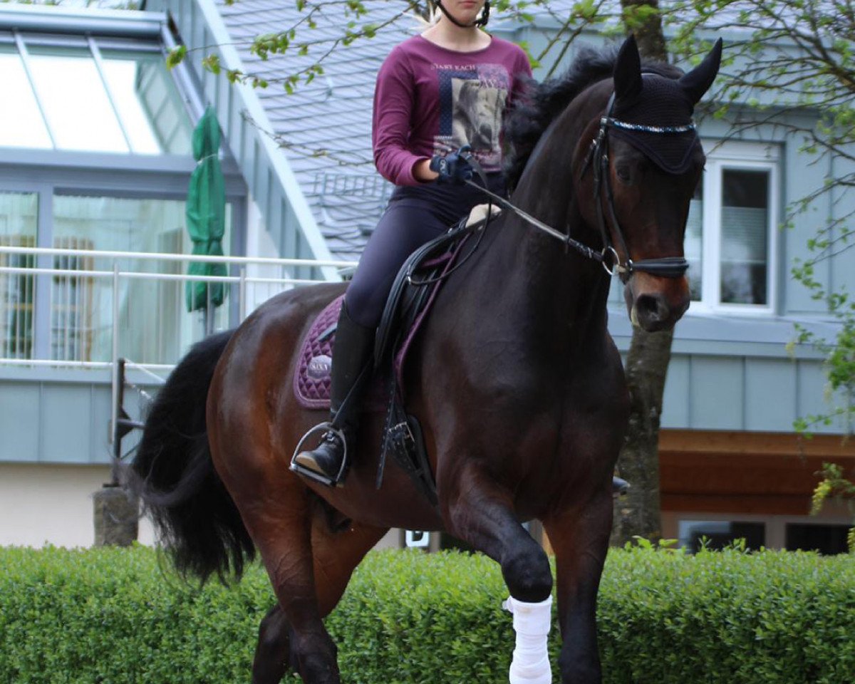 dressage horse Saint Sauveur (Oldenburg, 2011, from Sarkozy 3)
