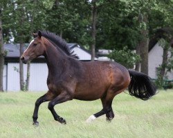 jumper Kentucky Girl (Holsteiner, 2017, from Casparino)