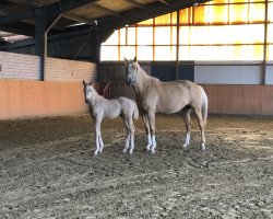 jumper Arthur Bell de Cologne (Oldenburg show jumper, 2021, from Arezzo VDL)