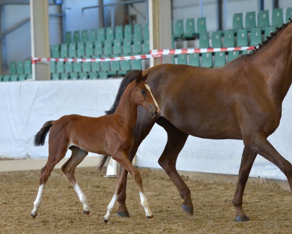 Springpferd Balounheur (Zweibrücker, 2021, von Baloutender)