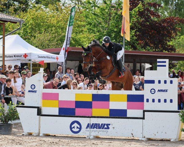 jumper Schwuppdiwupp Hv (Oldenburg show jumper, 2012, from Shouppydam des Horts)