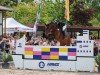 jumper Schwuppdiwupp Hv (Oldenburg show jumper, 2012, from Shouppydam des Horts)