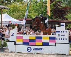 jumper Schwuppdiwupp Hv (Oldenburg show jumper, 2012, from Shouppydam des Horts)