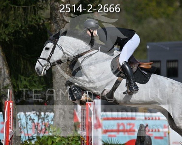 jumper Nacho Blue (KWPN (Royal Dutch Sporthorse), 2018, from Chacoon Blue)