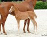 dressage horse Stute von Baccardi / Schumacher (Westphalian, 2017, from Baccardi)