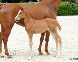 Dressurpferd Stute von Baccardi / Schumacher (Westfale, 2017, von Baccardi)