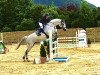 jumper Carabas 10 (German Sport Horse, 2010, from Casdorff)