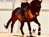 dressage horse Sir Snoop (Hanoverian, 2008, from Sandro Hit)