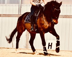 dressage horse Sir Snoop (Hanoverian, 2008, from Sandro Hit)