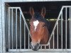 dressage horse Fienchen G (Hanoverian, 2017, from Frisco 217 FIN)