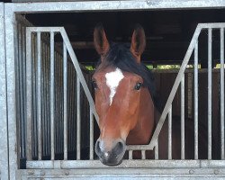 dressage horse Fienchen G (Hanoverian, 2017, from Frisco 217 FIN)