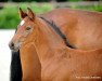 dressage horse Hengst von For Final / Lissaro (Westphalian, 2017, from For Final)