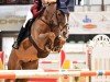 jumper Giannino (anglo european sporthorse, 2014, from Billy Um Bongo)