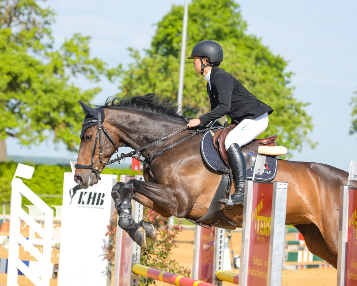 Springpferd Classico C (Holsteiner, 2012, von Crunch 3)