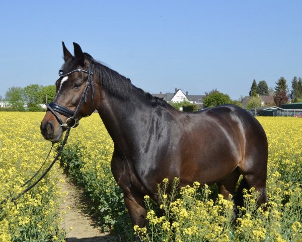 jumper Chance de survie (German Sport Horse, 2011, from Con Sherry)