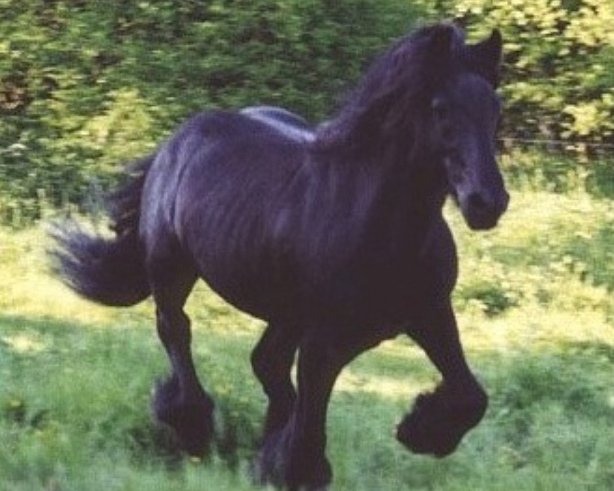 stallion Heltondale Duke IV (Fell Pony, 1983, from Heltondale Hero)