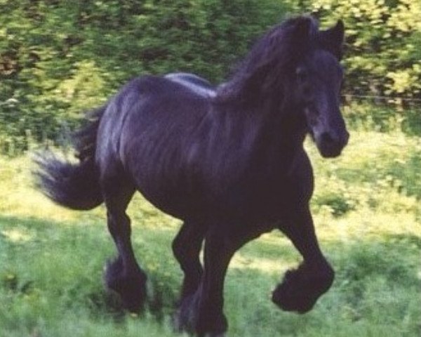 Deckhengst Heltondale Duke IV (Fell Pony, 1983, von Heltondale Hero)