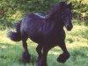 Deckhengst Heltondale Duke IV (Fell Pony, 1983, von Heltondale Hero)