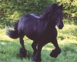 Deckhengst Heltondale Duke IV (Fell Pony, 1983, von Heltondale Hero)