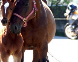 broodmare Tomaga (Holsteiner, 2003, from Contendro I)