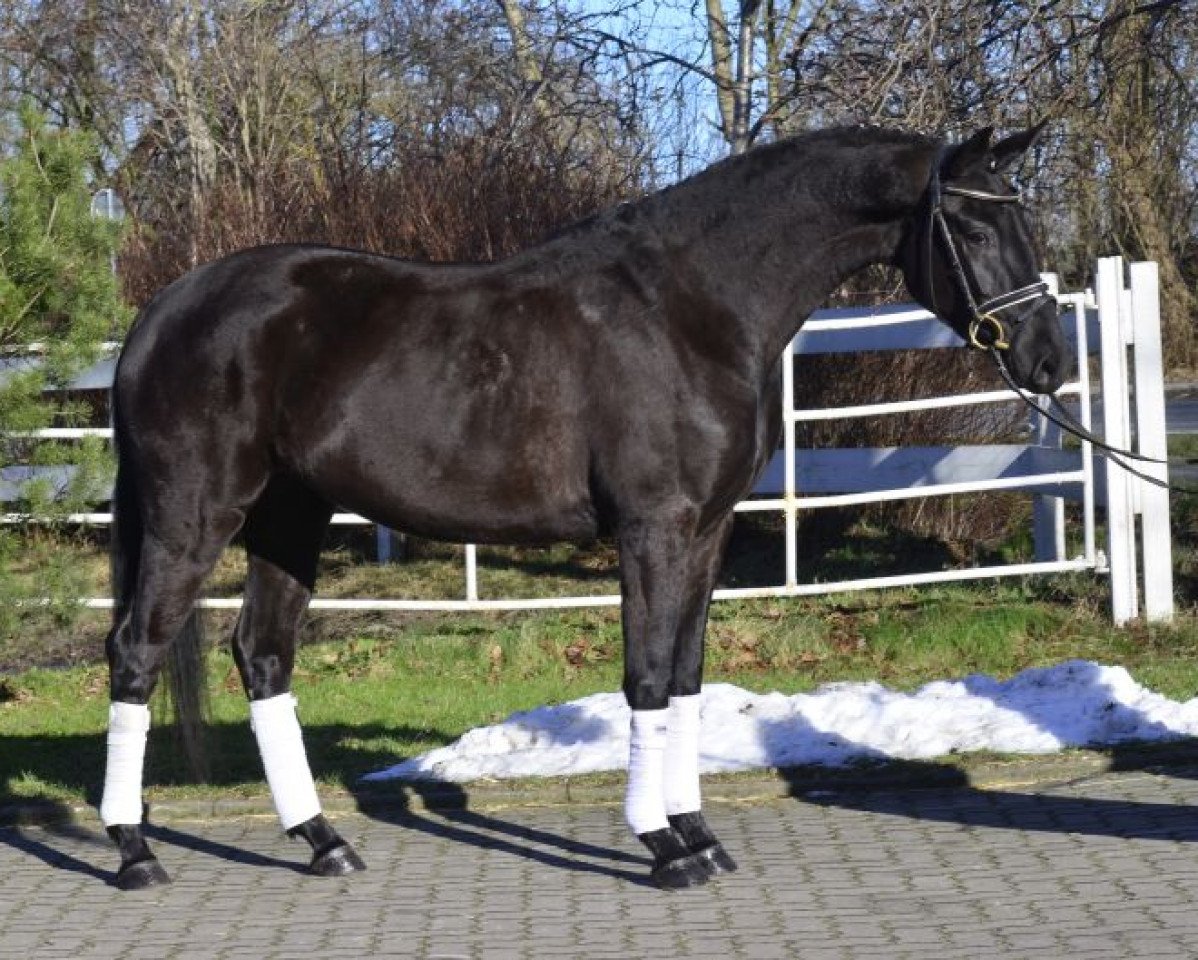 dressage horse Moritz (Hanoverian, 2011, from St. Moritz Junior)