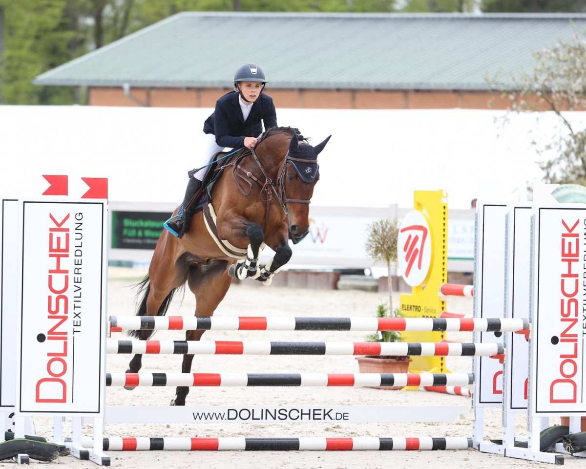 jumper Conthargos Best Kept Secret (Oldenburg show jumper, 2016, from Conthargos)