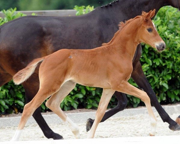 dressage horse Stute von Finnigan / Fürstenball (Westphalian, 2017, from Finnigan)