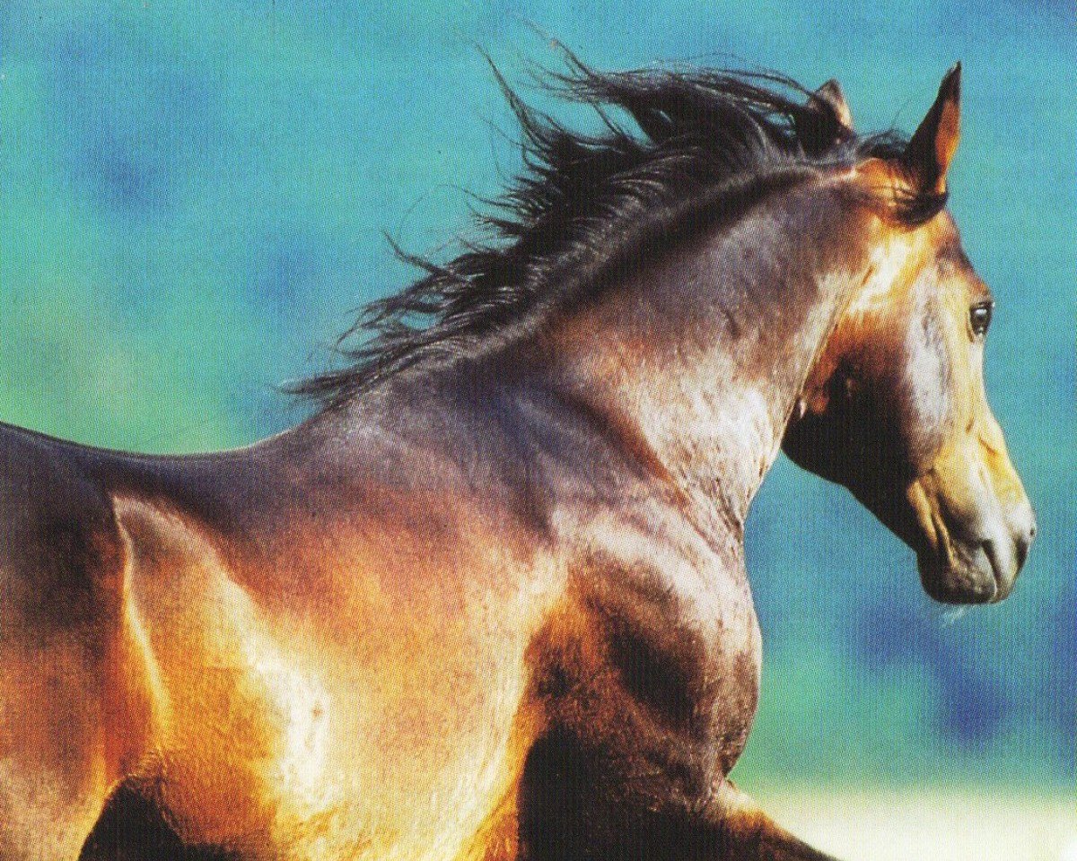 horse Dun It With A Grin (Quarter Horse, 1991, from Hollywood Dun It)