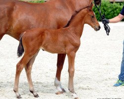 dressage horse Bazooka 11 (Westphalian, 2017, from Baccardi)