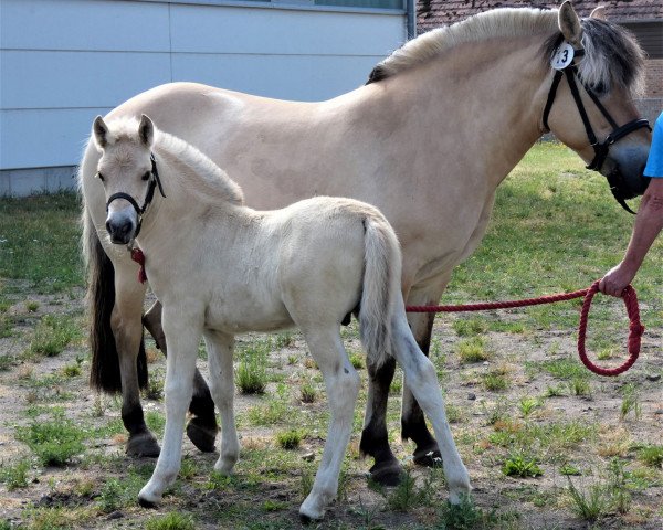 Pferd Stüv's Johann (Fjordpferd, 2021, von Jonathan)