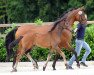 dressage horse Famosa DS (Westphalian, 2017, from Franklin)