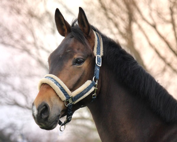dressage horse Blade Imposante (Oldenburg, 2016, from Bernay)