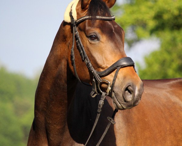 dressage horse Blade Imposante (Oldenburg, 2016, from Bernay)