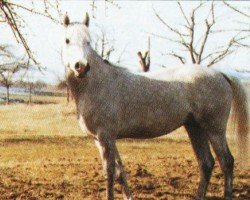 horse Sharani Ibn Sharoun ox (Arabian purebred, 1989, from Sharoun ox)
