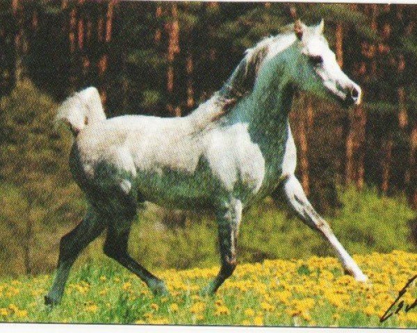 horse Niran ox (Arabian purebred, 1986, from Neman 1973 ox)