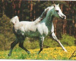 Pferd Niran ox (Vollblutaraber, 1986, von Neman 1973 ox)