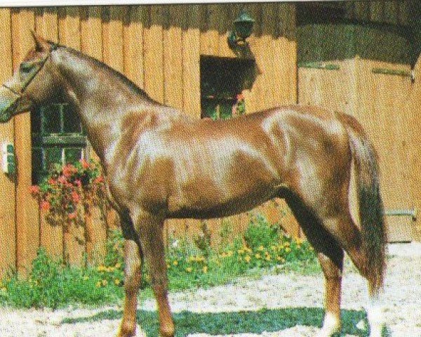 stallion Calife El Rih ox (Arabian purebred, 1989, from Abha Harim ox)